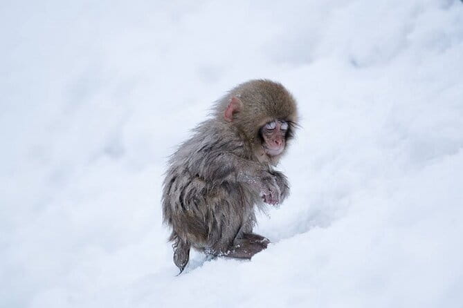 Snow Monkey Park & Zenkoji Temple Nagano Pvt. Full Day Tour. - Itinerary Highlights
