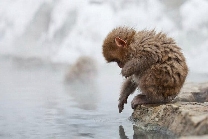 Snow Monkey Park & Zenkoji Temple Nagano Pvt. Full Day Tour. - Transportation and Accessibility