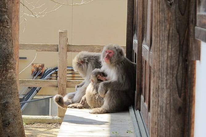 Snow Monkey & Shibu Onsen Afternoon Group Tour (Iiyama & Nozawa) - Tips for a Successful Tour