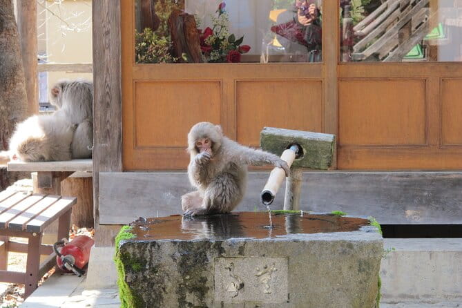 Snow Monkey & Shibu Onsen Private Tour (Nagano, Nozawa, Myoko) - Whats Included in the Tour Package