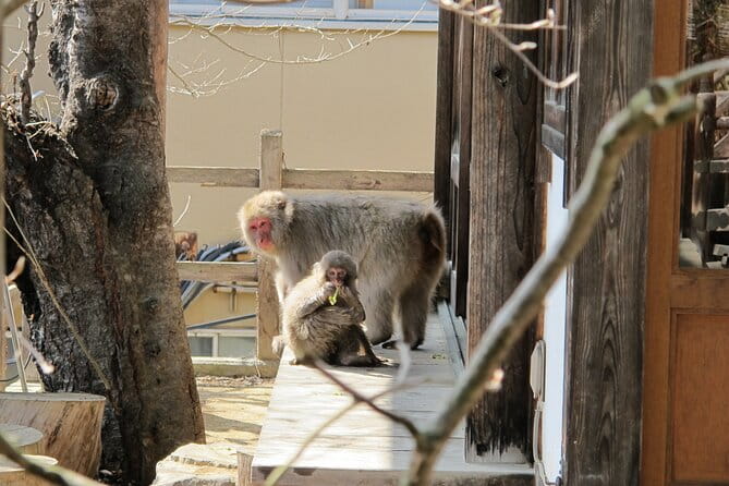 Snow Monkey & Shibu Onsen Private Tour (Nagano, Nozawa, Myoko) - Participant Requirements and Considerations