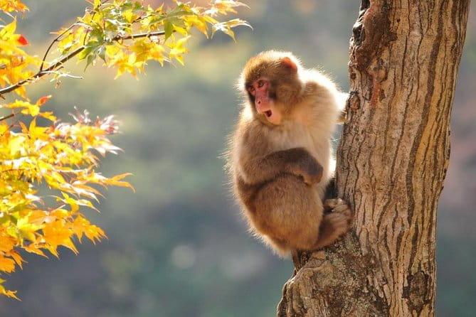 Snow Monkeys Park Tour And  Ebisu-Ko Fireworks Fest in Nagano - Cancellation Policy
