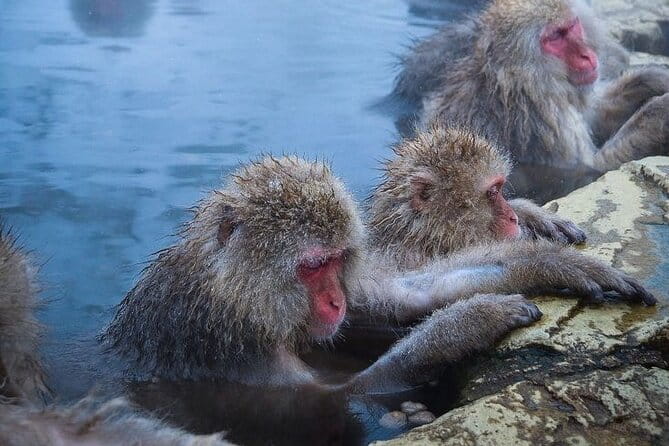 Snow Monkeys Sake Tasting Zenko-ji and Monzen Terrace Lunch - Key Points