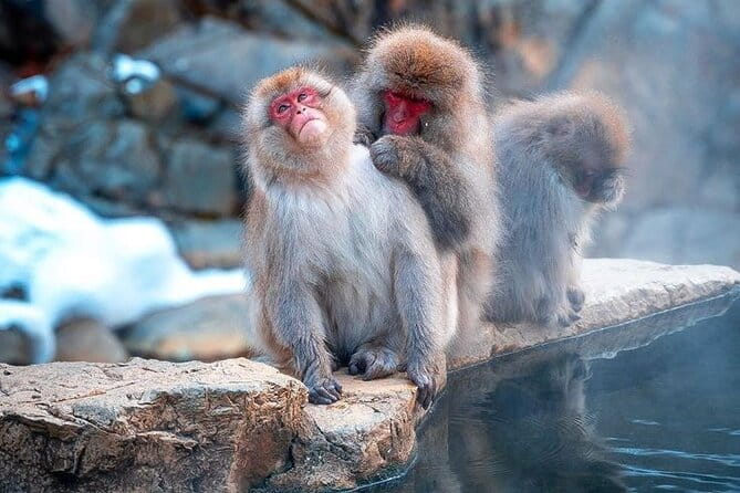 Snow Monkeys Sake Tasting Zenko-ji and Monzen Terrace Lunch - Exploring Zenko-ji Temple