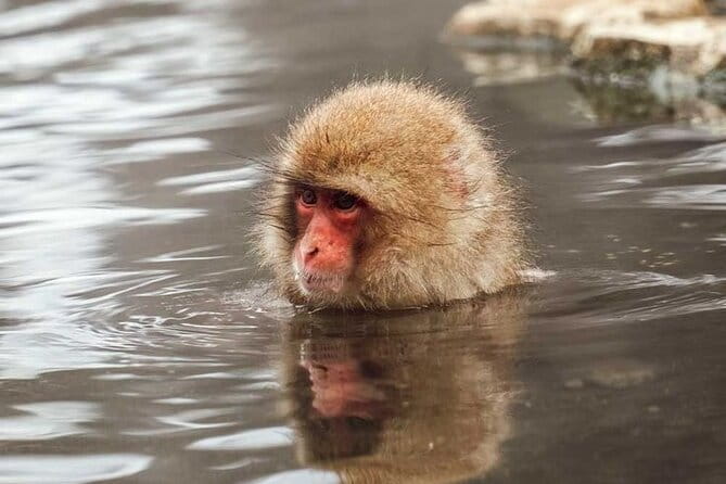 Snow Monkeys Sake Tasting Zenko-ji and Monzen Terrace Lunch - Transportation Details