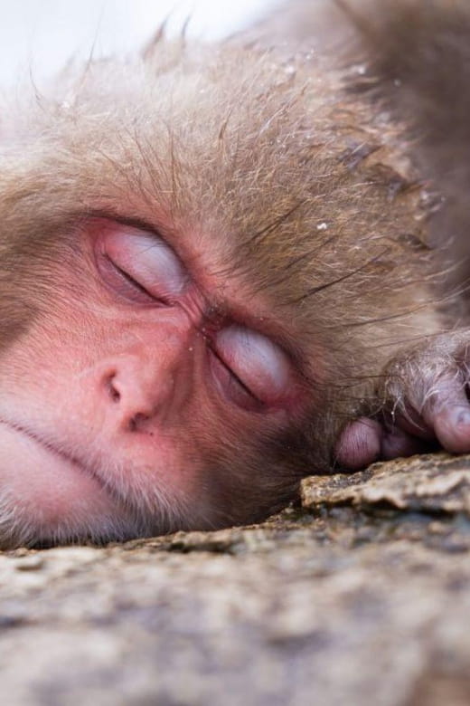 Snow Monkeys & Zenko-ji Tour Review - Itinerary and Activities