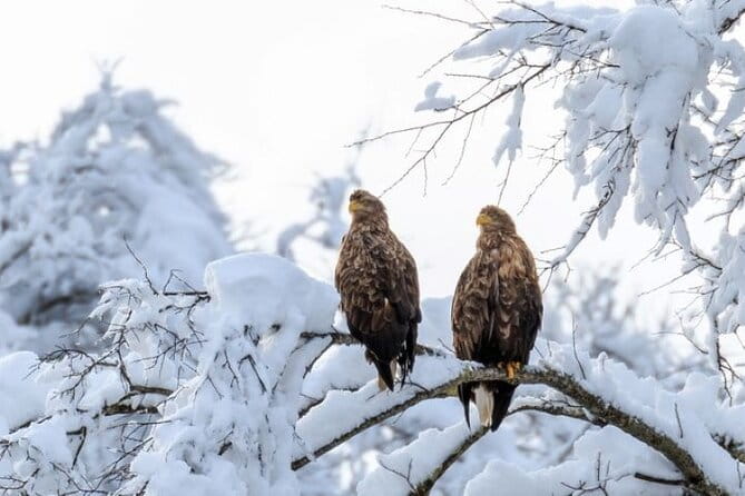 Snow View Rafting With Watching Wildlife in Chitose River - Frequently Asked Questions