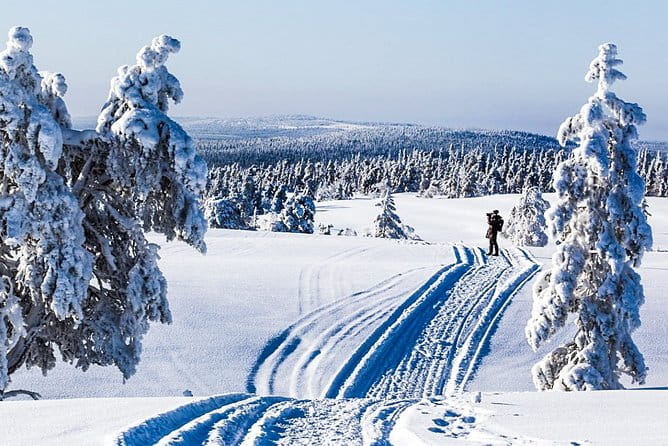 Snowmobile Safari in the Forest - Key points / Takeaways