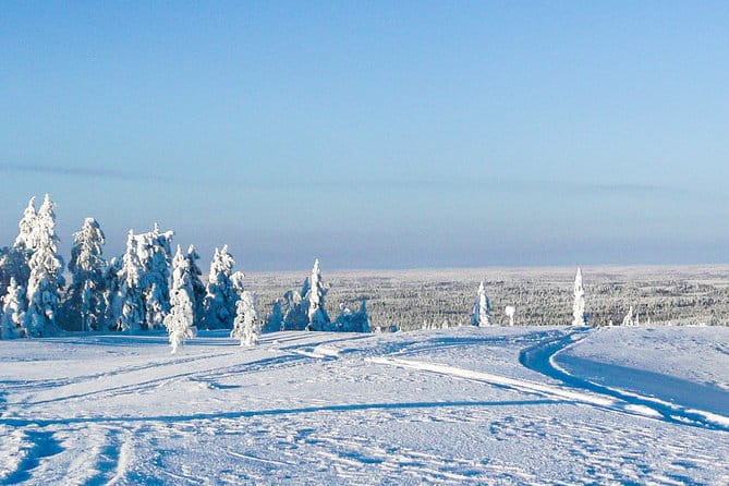 Snowmobile Safari in the Forest - Price and Value: Is It Worth It?