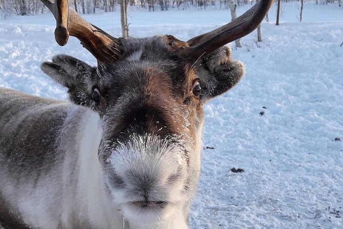Snowmobile Safari to Visit Reindeers at Wilderness Camp, Including Lunch - Thermal Equipment and Transfers Included
