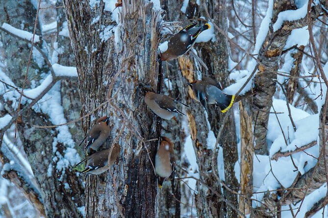 Snowshoe Adventures and Onsen Bliss Winter Escape in Furano - Whats Included in Your Adventure