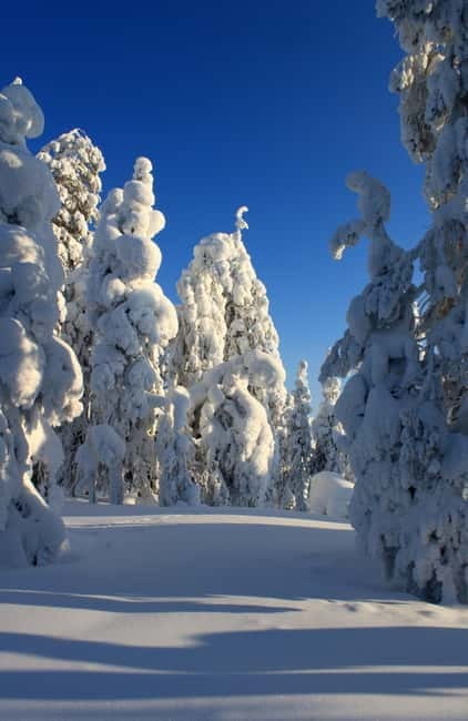 Snowshoe in a Winter Forest - Key points / Takeaways