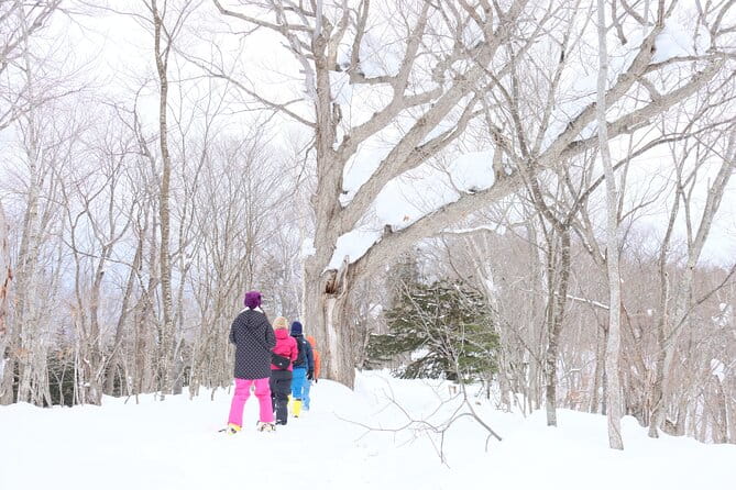 Snowshoe Tours in Niseko Explore Beautiful Snowscapes Adventure - Key Points