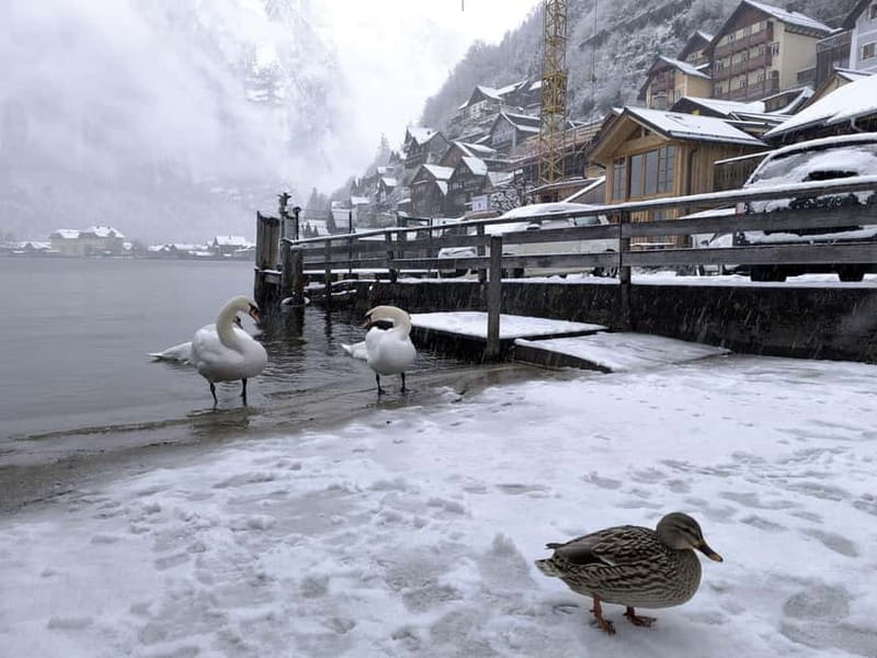 Snowy Alps & Fairytale Towns: Hallstatt & Salzburg Tour - Discover Austria’s Winter Wonderland with the Snowy Alps & Fairytale Towns Tour