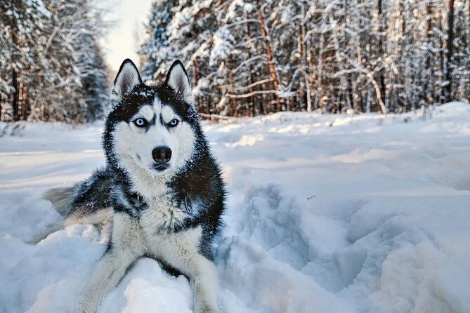 Snowy Trails 10KM Husky Safari From Rovaniemi - Husky Training and Breeding