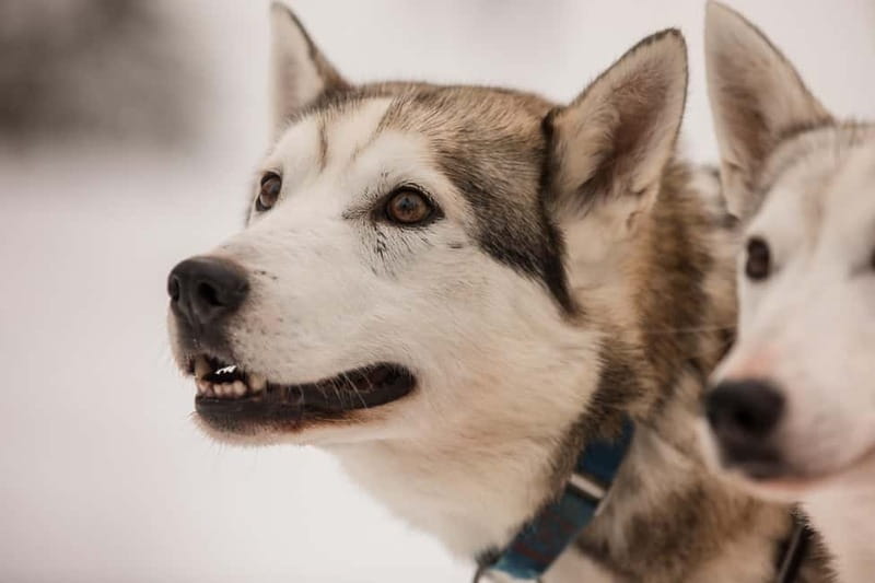 Snowy Trails Husky Safari (5 Km) - Snowy Trails Husky Safari (5 Km): A Heartwarming Arctic Adventure in Lapland
