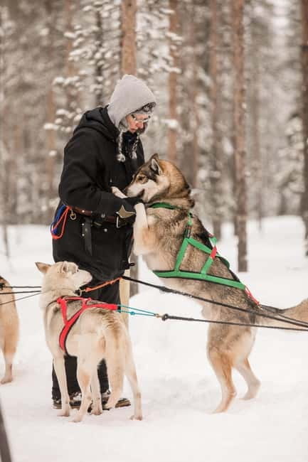 Snowy Trails Husky Safari (5 Km) - Key Points / Takeaways