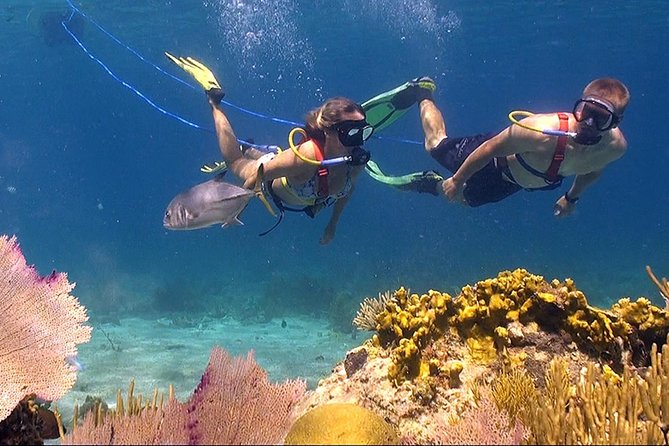 Snuba Adventure at Coral World Ocean Park - Coral-Filled Coki Beach Environment