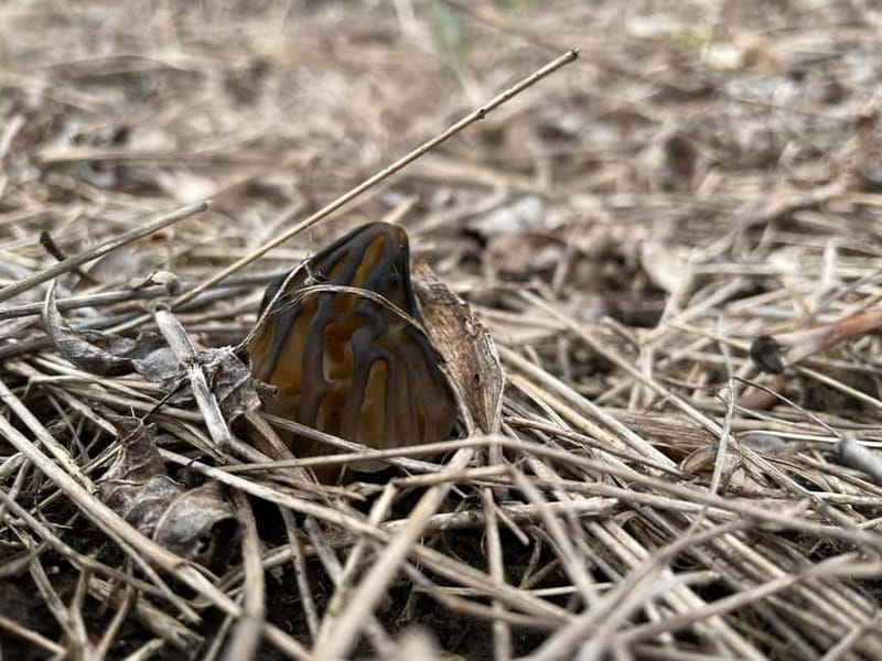 Sofia: Culinary Adventure To The Fungi And Botanical Kingdom - Price and Logistics