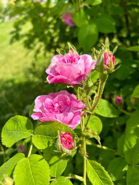 Sofia:The Highlights of Bulgaria - Rose Valley and Buzludzha - FAQ