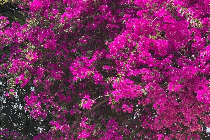 Soller Valley Private Tour and Walking in Orange Paradise - Key points and takeaways