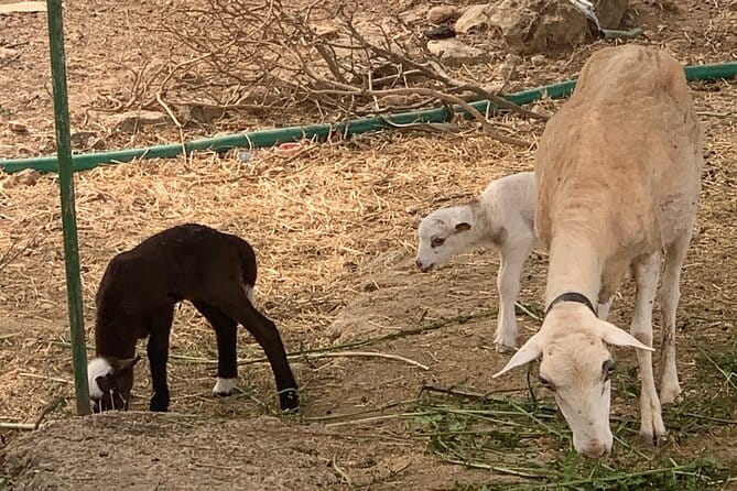 Soller Valley Private Tour and Walking in Orange Paradise - Entering Mallorca’s Orange Paradise: What to Expect
