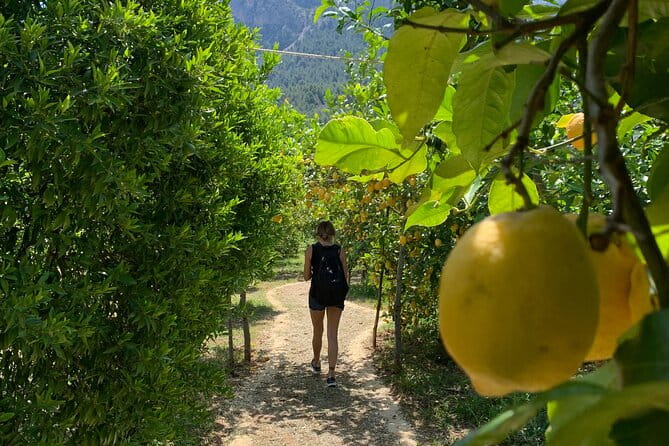 Soller Valley Private Tour and Walking in Orange Paradise - Who Will Love This Tour?