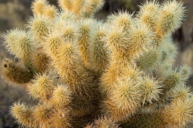 Sonoran Desert Jeep Tour - Transportation and Location