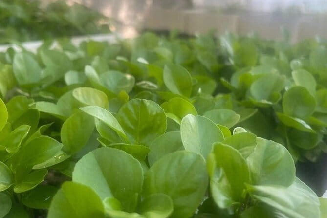 Sorrento: at the Vivaio by E-Bike with Limoncello Tasting - Tasting the Flavors of Sorrento