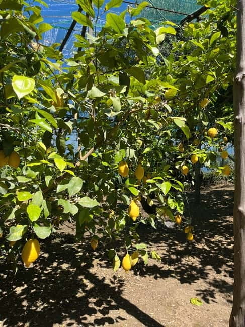 Sorrento: Cooking Class under the Lemon Trees - Why You’ll Love This Experience