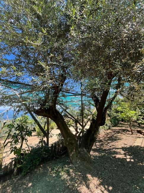 Sorrento: Cooking Class under the Lemon Trees - Logistics, Price, and Value