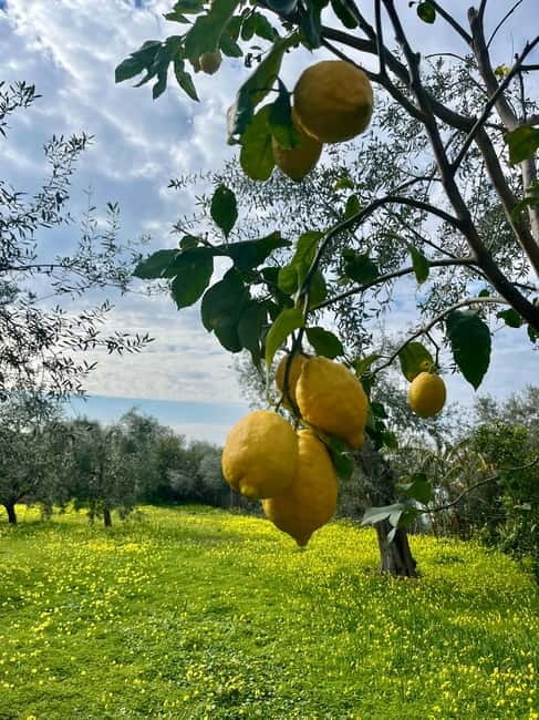 Sorrento: Cooking with a Local Chef & Wine Pairing by the Sea - Key points / Takeaways