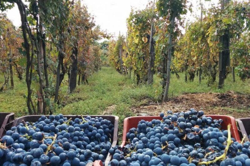 Sorrento: Family Farm Experience with Lunch - Entering Italy’s Countryside: What the Tour Looks Like