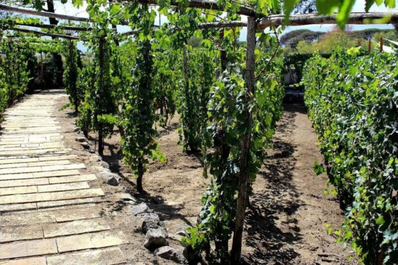 Sorrento: Family Farm Experience with Lunch - FAQ