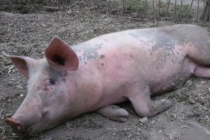 Sorrento Farm and Food Experience Including Olive Oil, Limoncello, Wine Tasting - Additional Tour Information