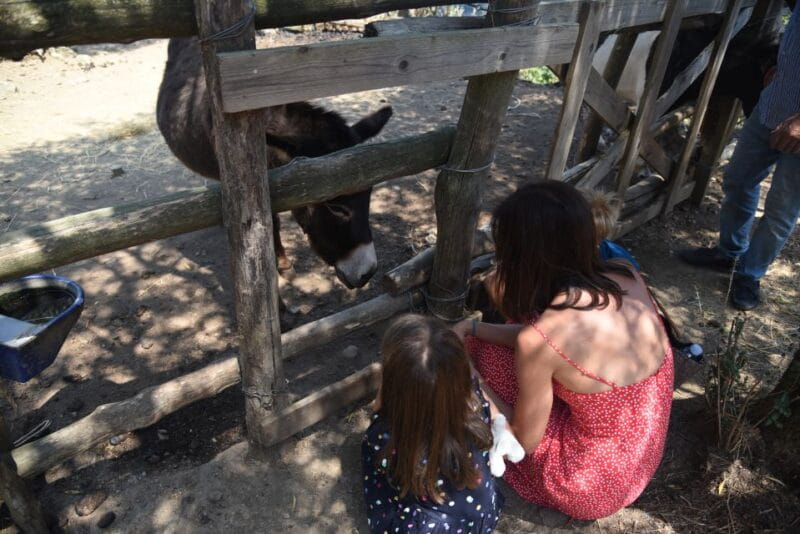 Sorrento: Farm Tour with Cheese Tasting & Pizza Making Class - Who Will Love This Tour