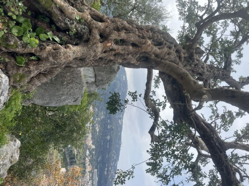 Sorrento: From the Hills to the Sea Hiking Tour - Practical Tips for Your Hike