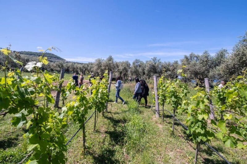 Sorrento: Full Wine Tasting Experience in a Historic Winery - The Logistics and Practical Tips