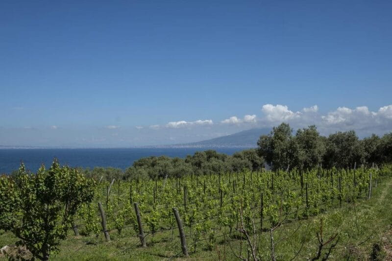Sorrento: Full Wine Tasting Experience in a Historic Winery - Final Thoughts: Is It Worth It?