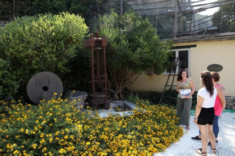 Sorrento: Guided Olive Mill Visit with Tastings - Key points / Takeaways