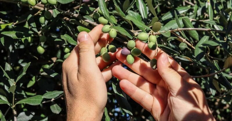 Sorrento: Guided Olive Mill Visit with Tastings - The Experience as a Whole