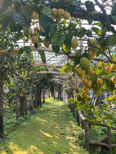Sorrento: Lemon Garden Tour with Marmalade Tasting - Exploring the Sorrento Lemon Garden