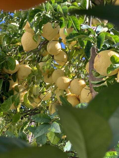 Sorrento: Lemon Garden Tour with Marmalade Tasting - The Tasting and Cultural Connection