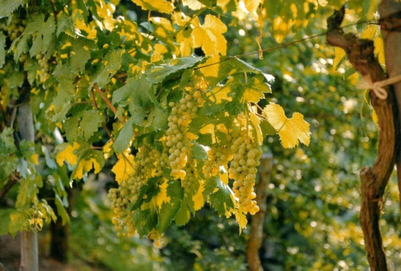 Sorrento: Lemon, Olive Oil and Wine Tasting Tour with Lunch - Sorrento: Lemon, Olive Oil and Wine Tasting Tour with Lunch—A Deep Dive into Authentic Italian Farming