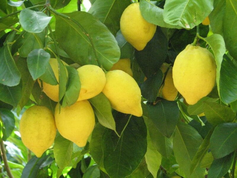 Sorrento: Lemon, Olive Oil and Wine Tasting Tour with Lunch - Key points / Takeaways