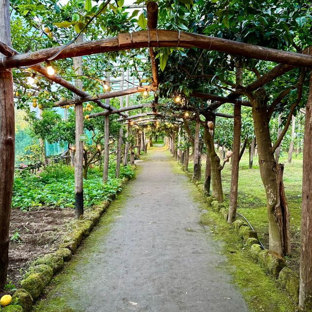 Sorrento Lemon Tour - Logistics and Practical Considerations