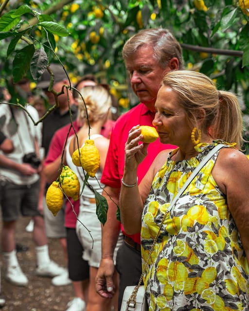Sorrento: Lemons grove, Farm Tour&Tasting and Pizza Class - Key Points / Takeaways