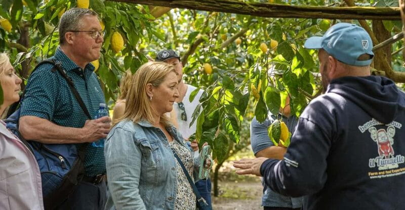 Sorrento: Lemons grove&cheese show with local food tasting - Key points / Takeaways