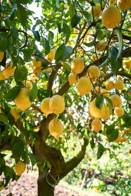 Sorrento: Lemons grove&cheese show with local food tasting - Discovering Sorrento’s Flavors: A Detailed Look at the Lemon Grove & Cheese Show