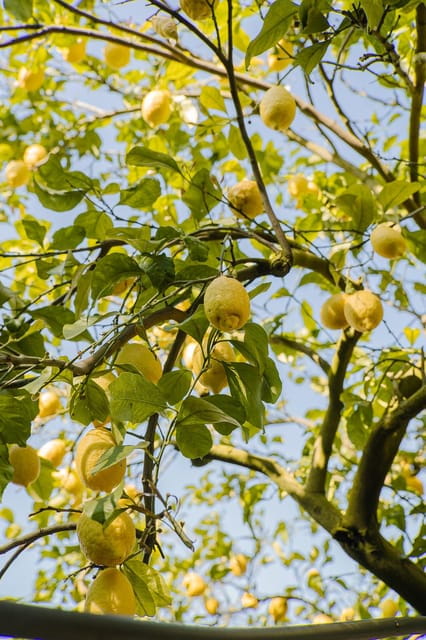 Sorrento: Lemons grove&cheese show with local food tasting - FAQ